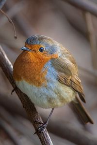 Portrait du rouge-gorge