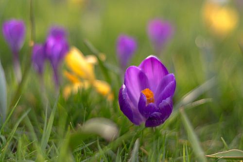 crocus