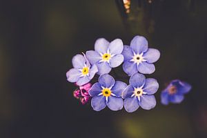 lila Knopfblume
