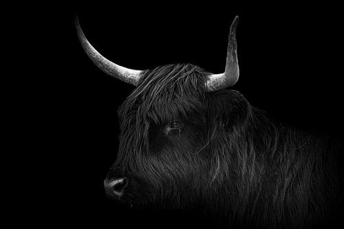 Schotse Hooglander