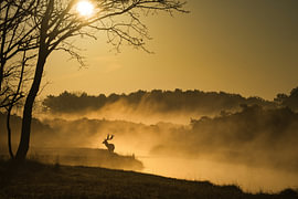 Damhirsch im goldenen Morgennebel von Erwin Duijvestijn