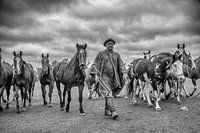 Gauchos und Pferde