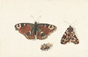 Butterfly, Moth and Bumblebee van Johannes Bronkhorst, c. 1700