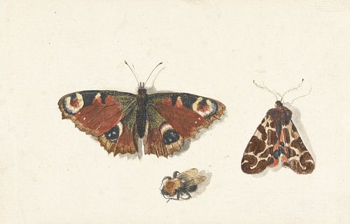 Papillon, papillon de nuit et bourdon par Johannes Bronkhorst, vers 1700