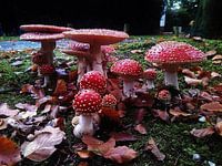 Mushrooms