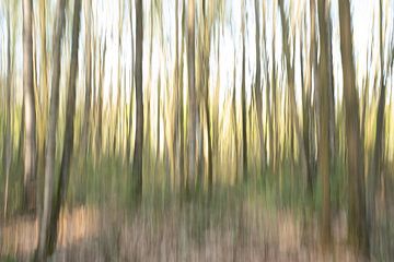 The Forest (kleur) van Vincent de Moor