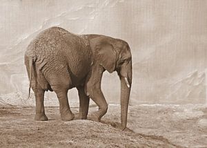 Elefant in Sepia