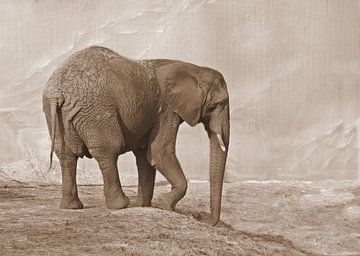 Elephant in sepia by Jose Lok