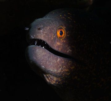 Murene aal, genomen in Dahab, Egypte