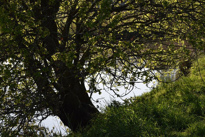 Picture of a tree hanging above the water of a river by Breezy Photography and Design