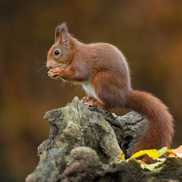 Red squirrel by Rob Christiaans