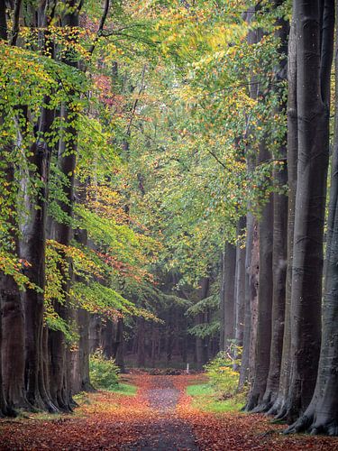 die Gasse im Wald