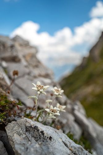 Edelweiss in de Dolomieten