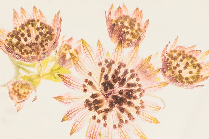 Starry umbel in ice 2 by Marc Heiligenstein
