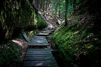 Pad van vlonders door het bos