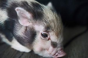 geschecktes Minischweinchen in Handaufzucht