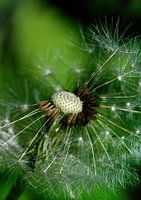 Pusteblume