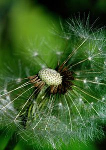 Pusteblume