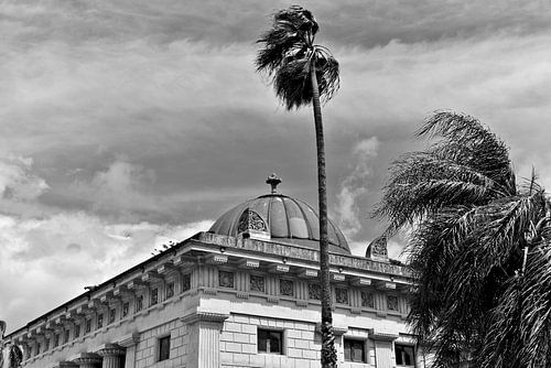 Palermo Botanical Garden in Sicily - monochrome by Silva Wischeropp