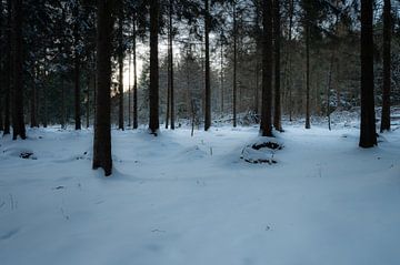 Bos in de sneeuw van Tim Vlielander