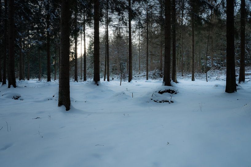 Forêt dans la neige par Tim Vlielander