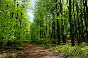 Maiwald