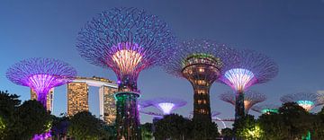 Supertrees, Gardens by the Bay, Singapur von Markus Lange