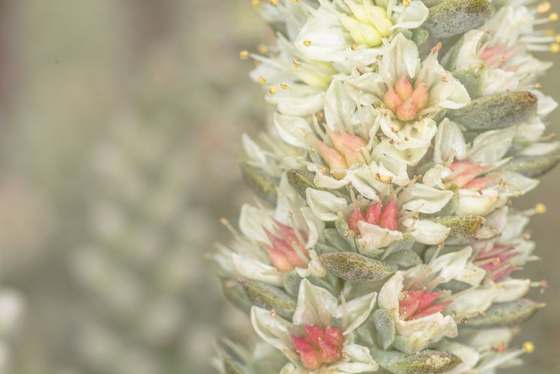 bloem op vetplant by marco voorwinden