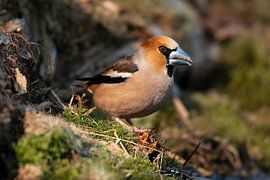 Apfelfink von Merijn Loch