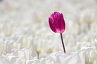 The unique flower.