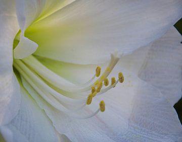 Fluoreszierend in einer weißen Amaryllis von Jolanda de Jong-Jansen