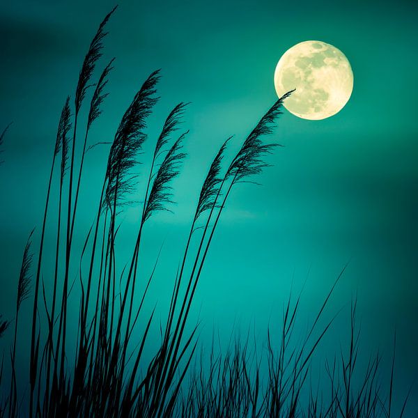 Ambiance du soir à la pleine lune par Poster Art Shop