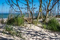 Trees on the Baltic Sea coast