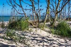 Trees on the Baltic Sea coast van Rico Ködder