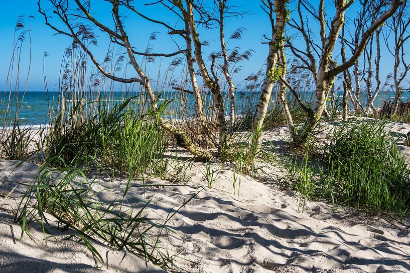 Der Weststrand auf dem Fischland-Darß par Rico Ködder