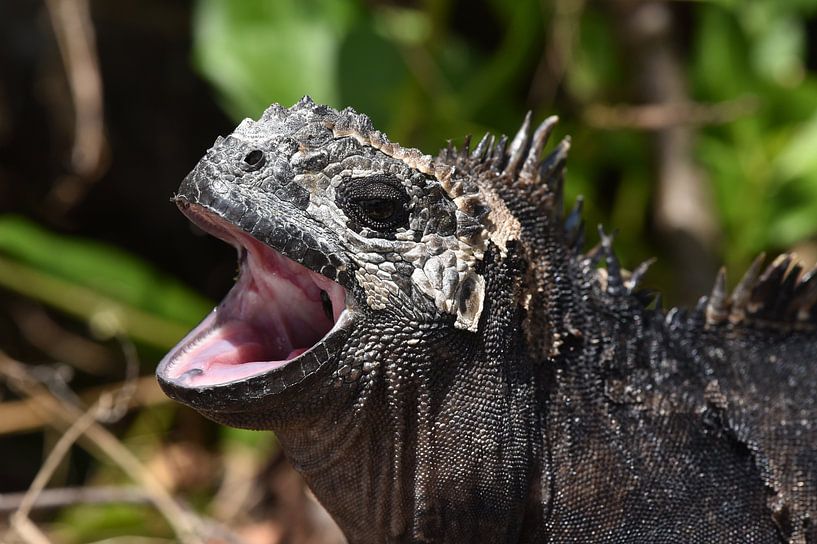 Marine iguana von Frank Heinen