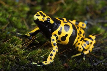 Bijengifkikker (Dendrobates leucomelas) van Ronald Pol