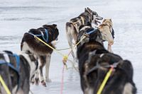 husky safari tour Norway