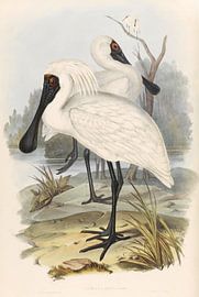 Deux spoonbills recherchent dans un canal nuageux à la nourriture, John Gould sur Teylers Museum