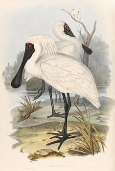 Twee lepelaars zoeken in een troebel kanaal naar voedsel, John Gould