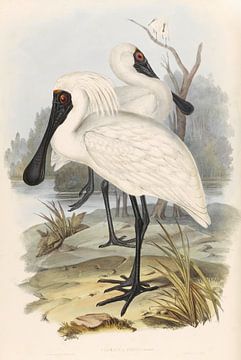 Two spoonbills search in a cloudy canal to food, John Gould by Teylers Museum