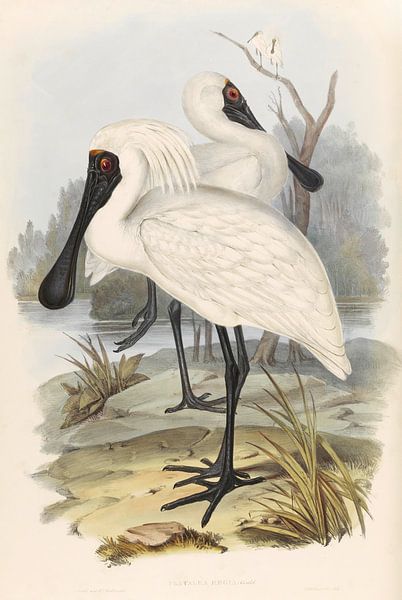 Twee lepelaars zoeken in een troebel kanaal naar voedsel, John Gould van Teylers Museum