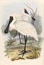 Two spoonbills search in a cloudy canal to food, John Gould by Teylers Museum thumbnail