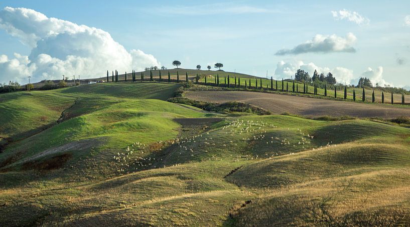 Cyprès et moutons sur les collines de Toscane, Italie par Discover Dutch Nature