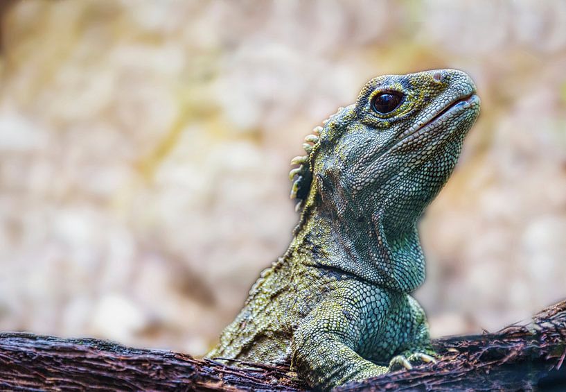 Lizard ou Tuatara, Nouvelle-Zélande par Rietje Bulthuis