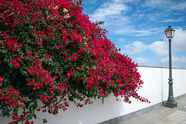 Farbenprächtige, blühende Bougainvillea an einer weißen Mauer auf Gran Canaria von Natalia Gebauer Studio