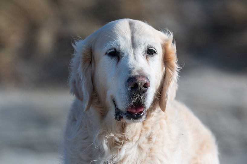 Golden retriever by Pieter Heres