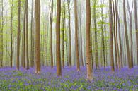 Blauglockenwald im Frühling von Sjoerd van der Wal Fotografie Miniaturansicht