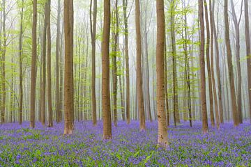 Bluebell forest during springtime by Sjoerd van der Wal Photography