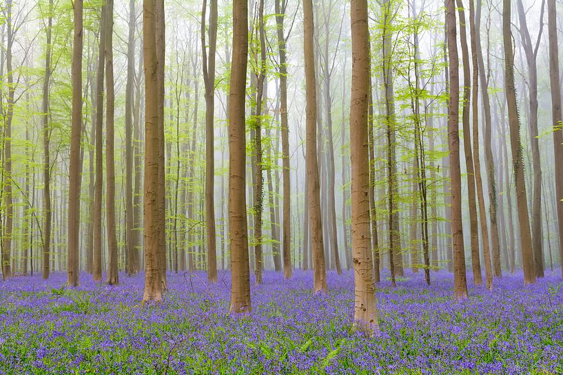 Forêt de Bluebell au printemps par Sjoerd van der Wal Photographie